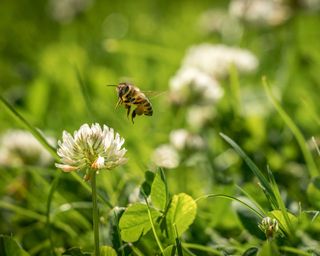 clover with bee