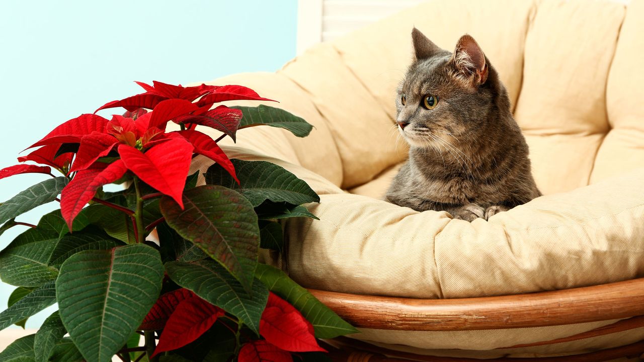 cat sat next to poinsettia plant