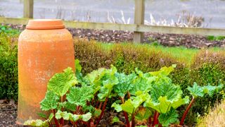 Rhubarb