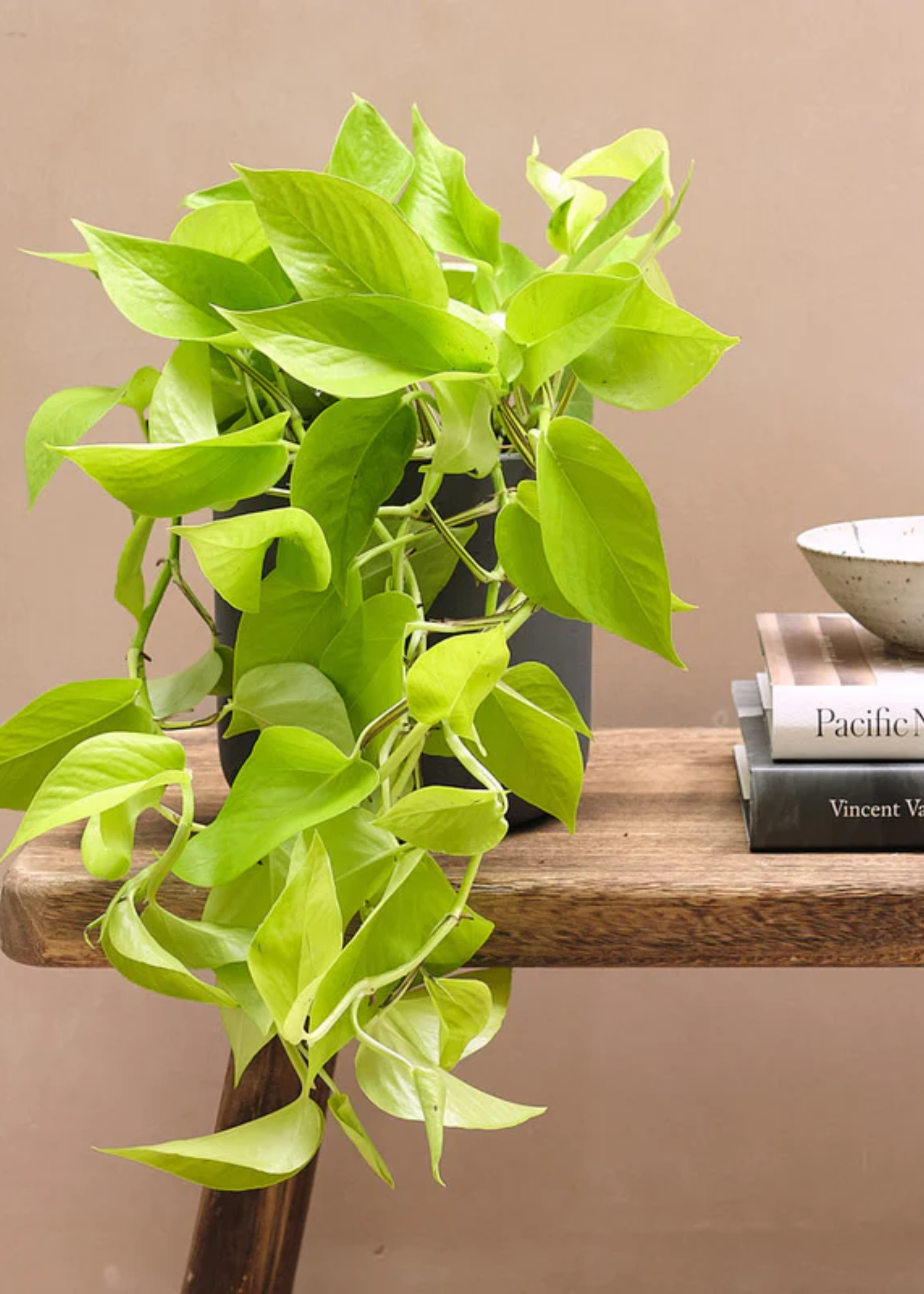 A neon hanging pothos on a wooden bench by some books