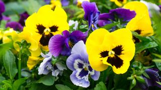 Assorted Pansies (Viola tricolor var. hortensis)