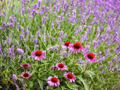 Blooming coneflowers and lavender