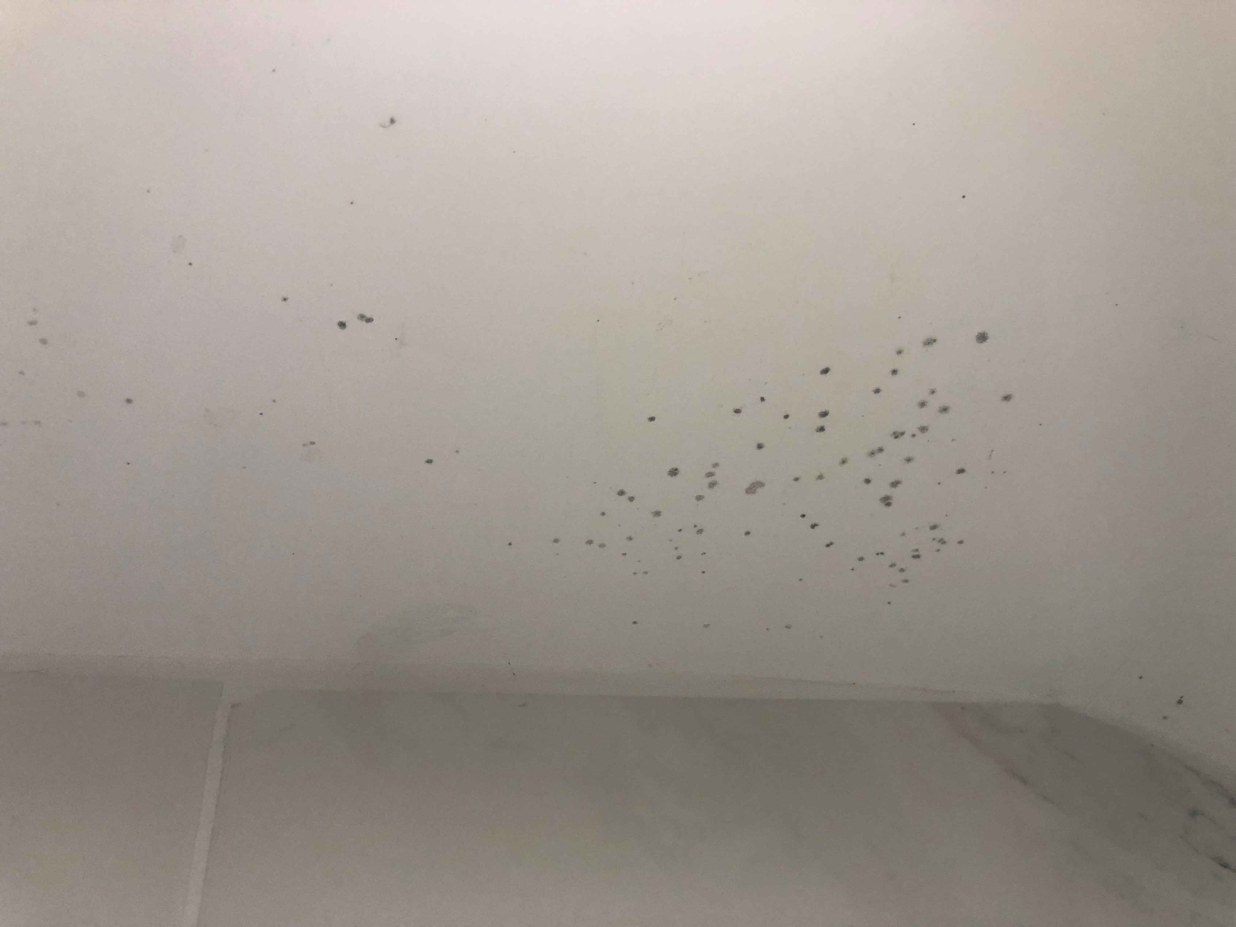 How To Clean Mould Off Ceilings 3 Easy Solutions Homebuilding