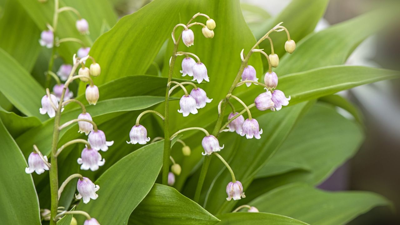 Pink and white lily of the valley flowers