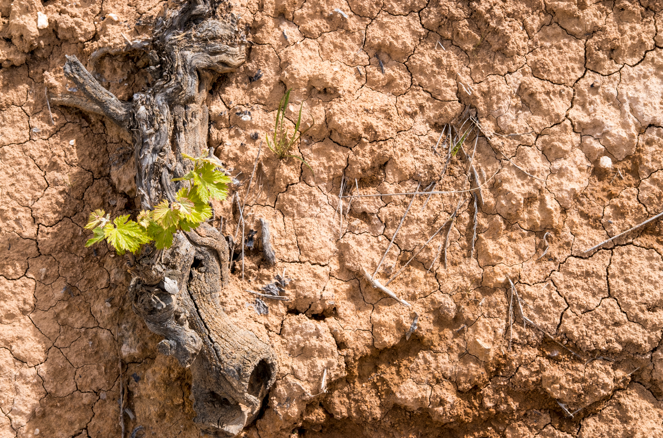 A vine growing on very dry ground