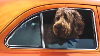 Dog in car