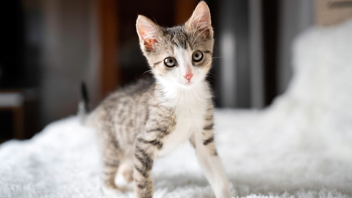 32 facts about kittens PetsRadar 32 facts about kittens PetsRadar