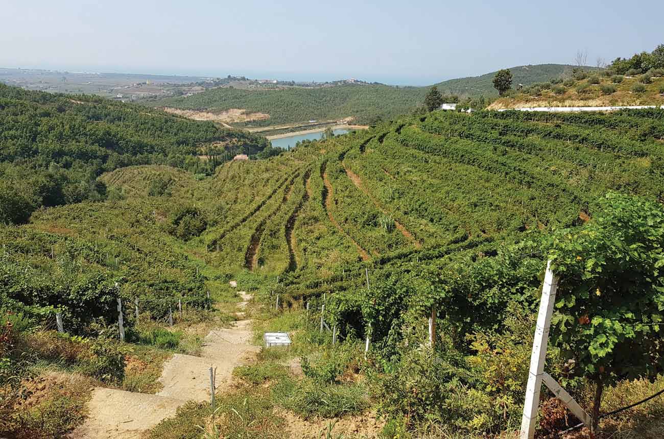 Vineyards on a terraced hillside
