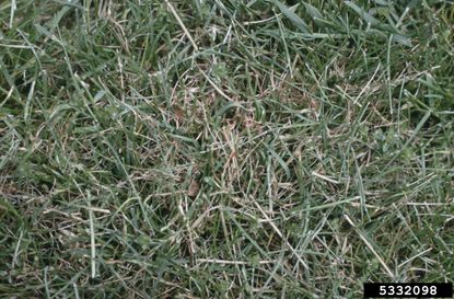 Pink Fungus Patches In Grass