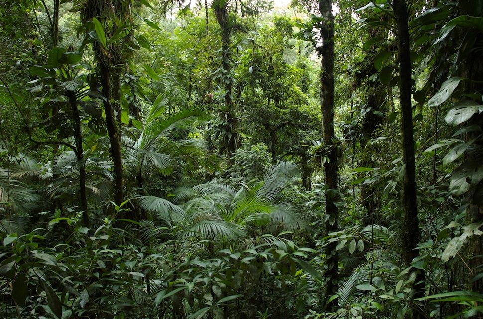 Gallery: Brazil's Vanishing Birds | Atlantic Rainforest | Live Science