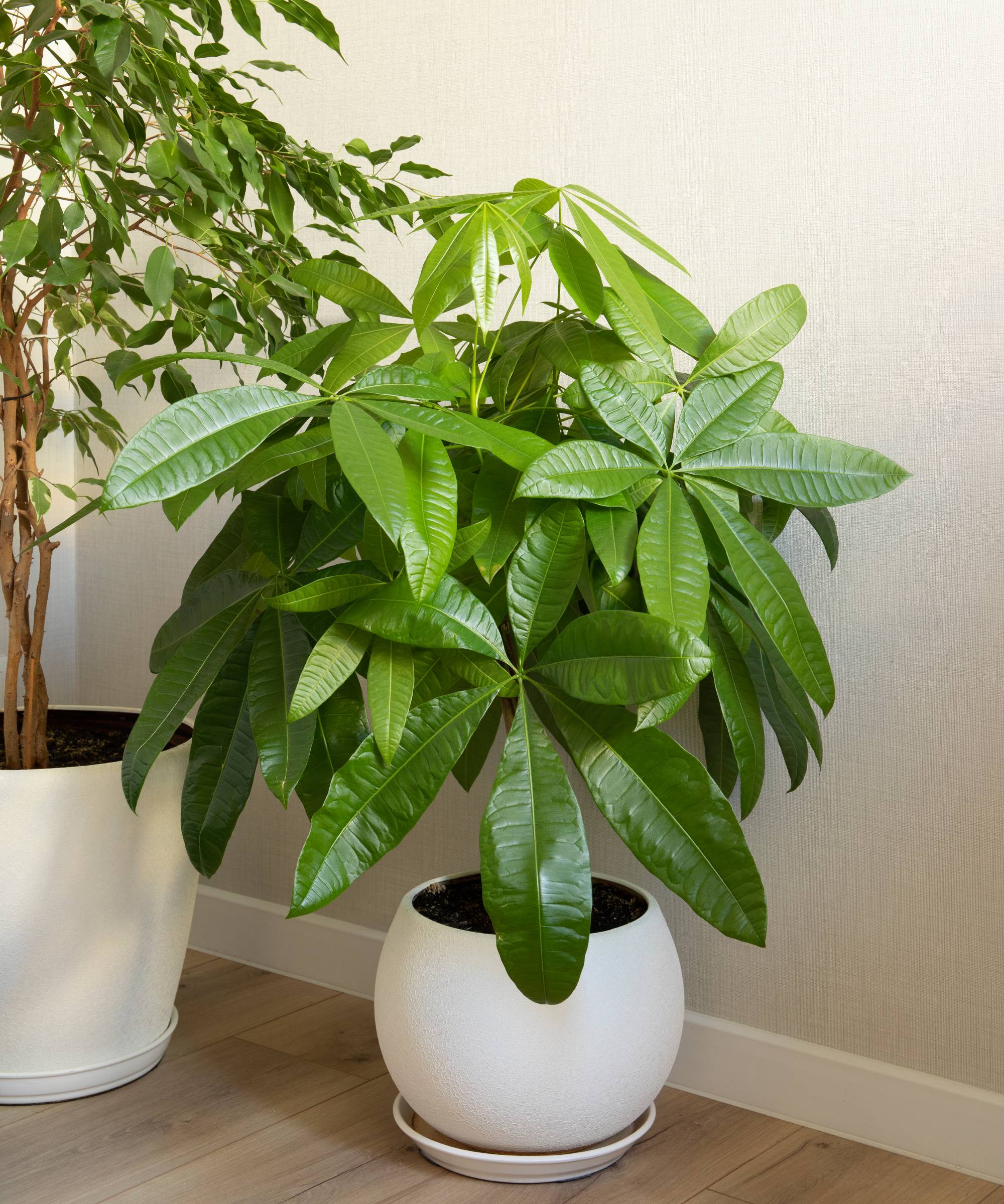 Potted money tree plant in entryway