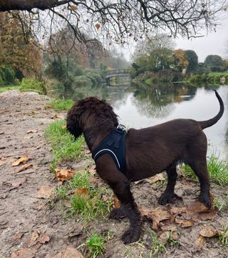 Wilf explores the Itchen in a rapidly shrinking harness.