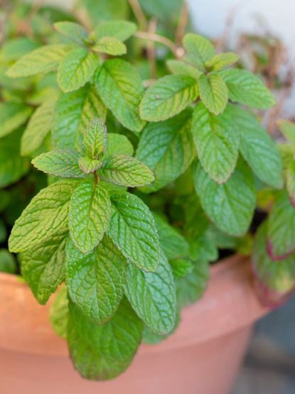 Container Grown Spearmint Herbs