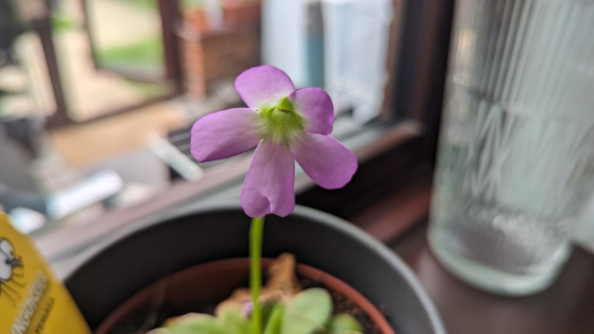 200 photos google pixel 8a vs google pixel 6 pro