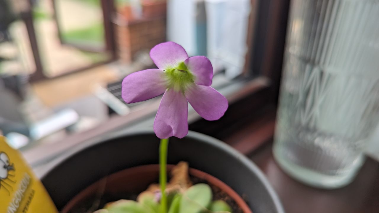 200 photos google pixel 8a vs google pixel 6 pro
