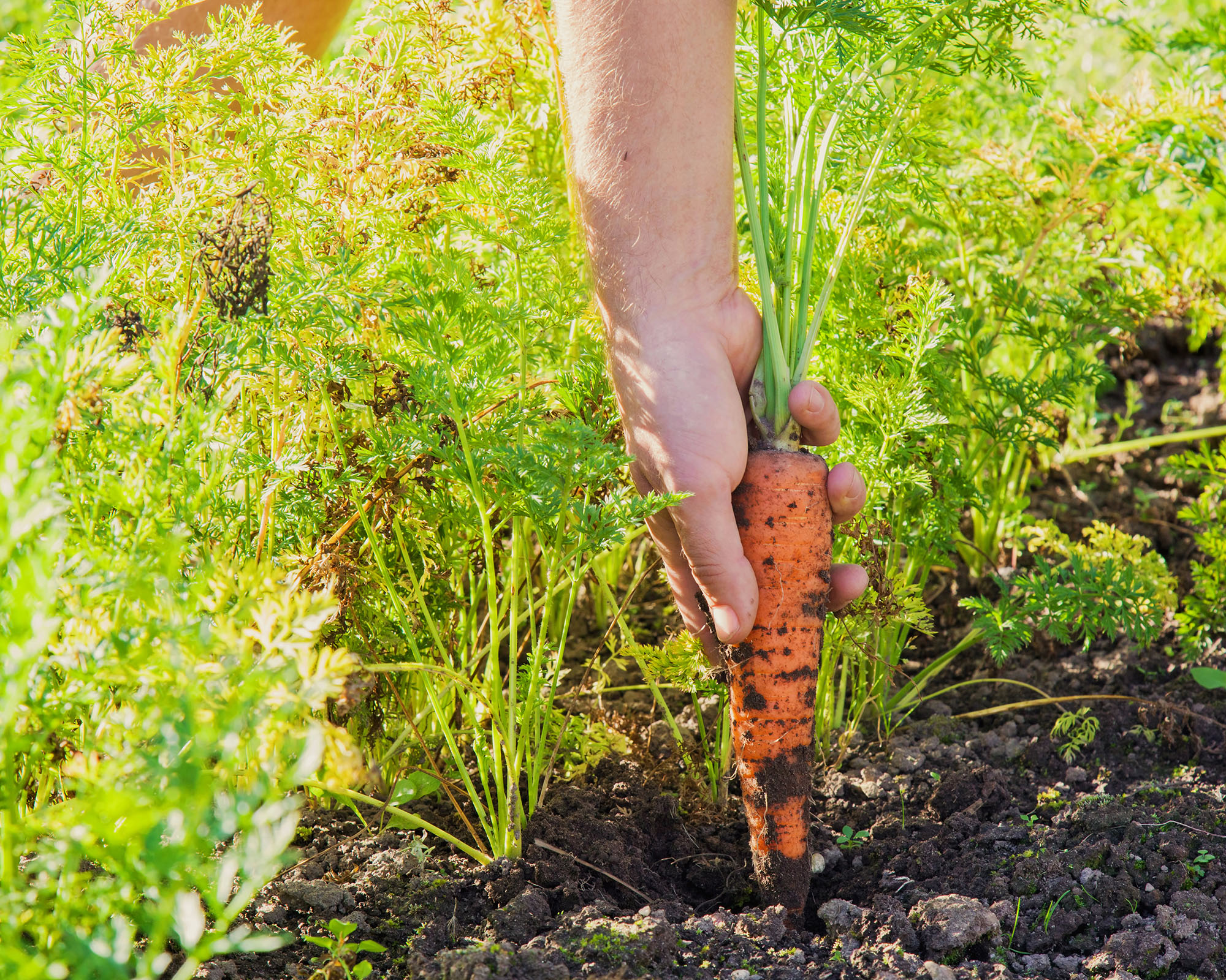 Hand pulling a mature carrot from the soil in a garden bed