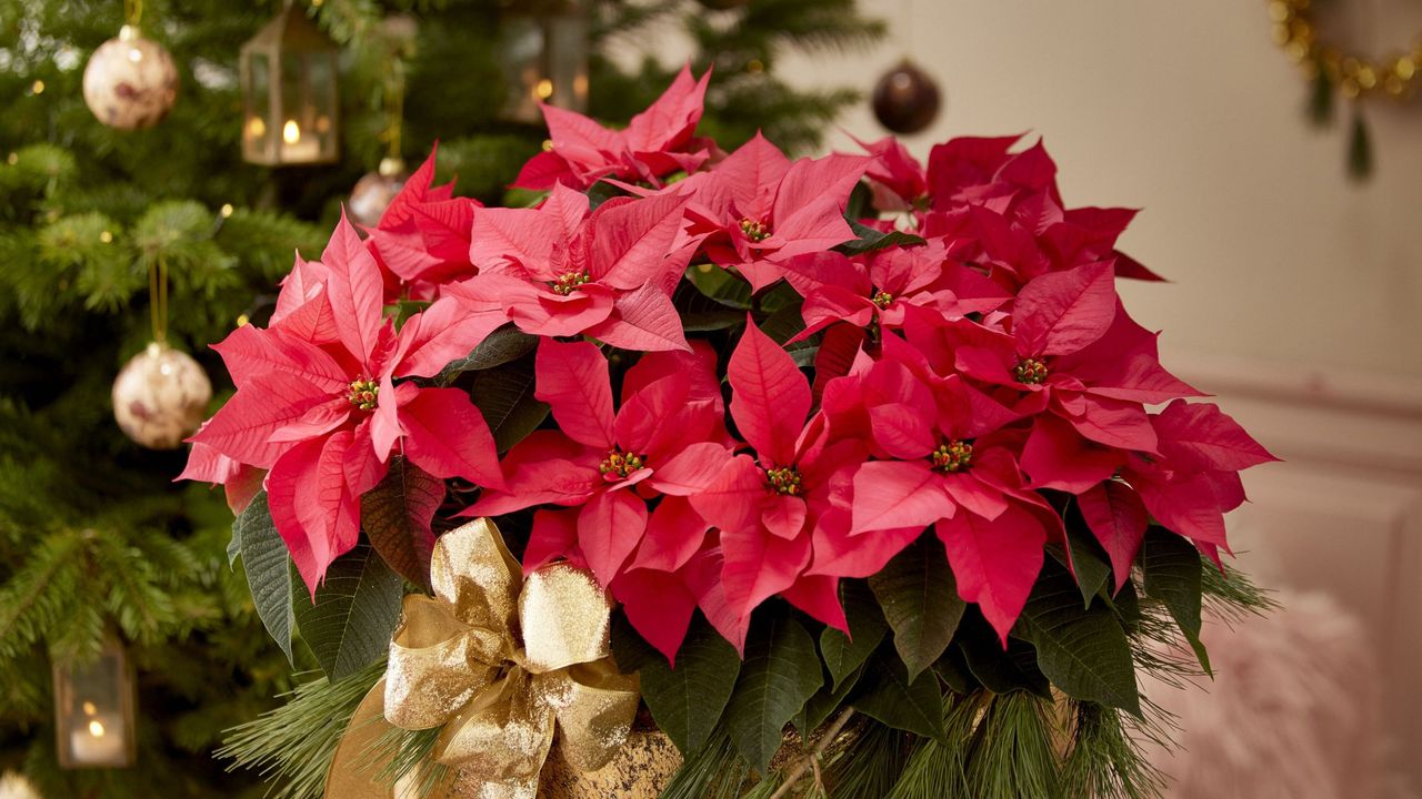 Red poinsettia houseplant with gold bow decoration and decorated Christmas tree in background