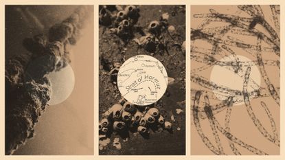 Photo collage illustration of barnacles on a ship's hull, marine algae under magnification, and a crusty anchor chain and a map of the Strait of Hormuz