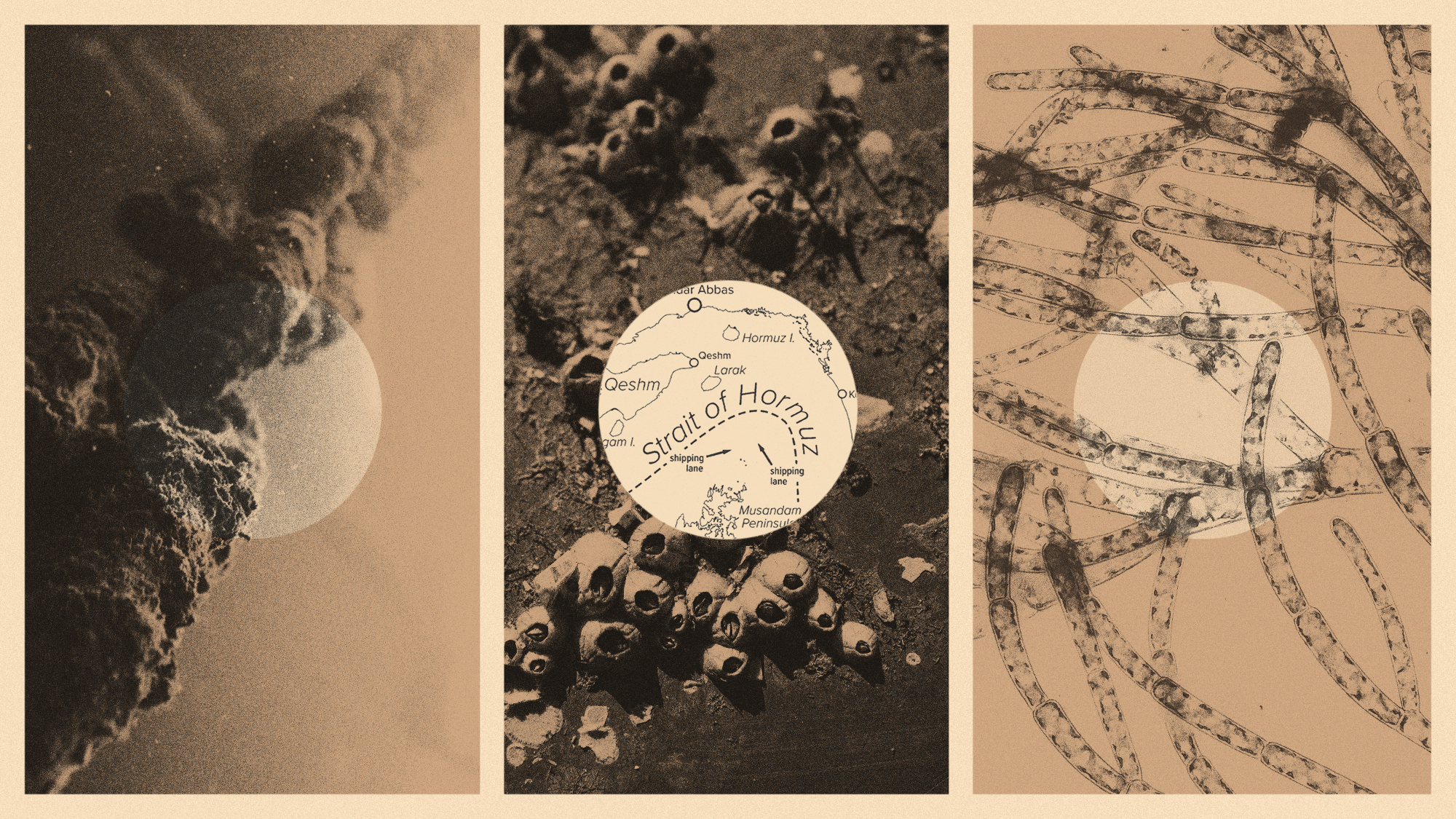 Photo collage illustration of barnacles on a ship's hull, marine algae under magnification, and a crusty anchor chain and a map of the Strait of Hormuz