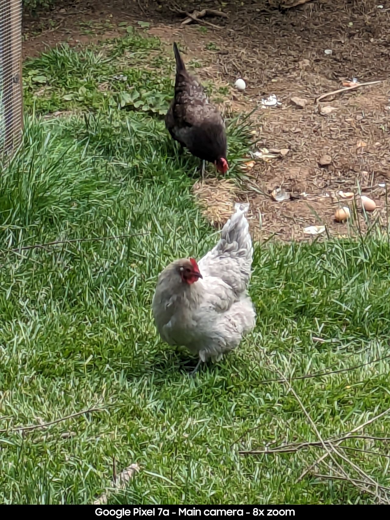 Google Pixel 7a camera samples