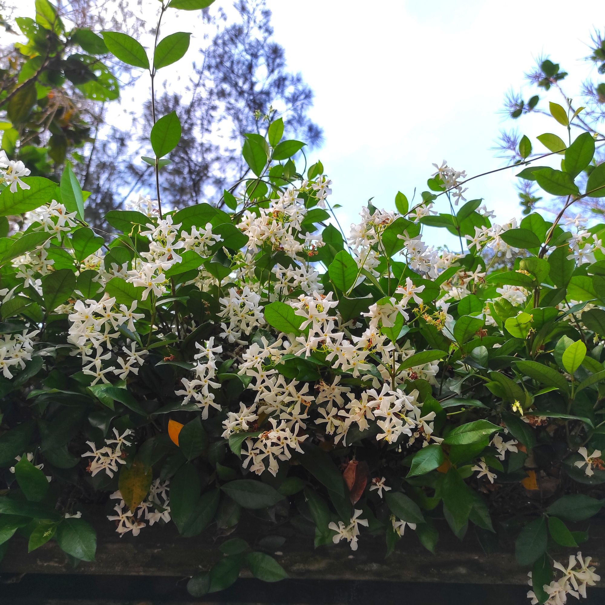 Chinese star jasmine flower blooming in the garden