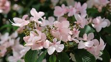Pink flowers of evergreen Viburnum plicatum ‘Kilimanjaro Sunrise’
