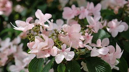 Pink flowers of evergreen Viburnum plicatum &lsquo;Kilimanjaro Sunrise&rsquo;