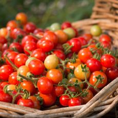 A basket of cherry tomatoes