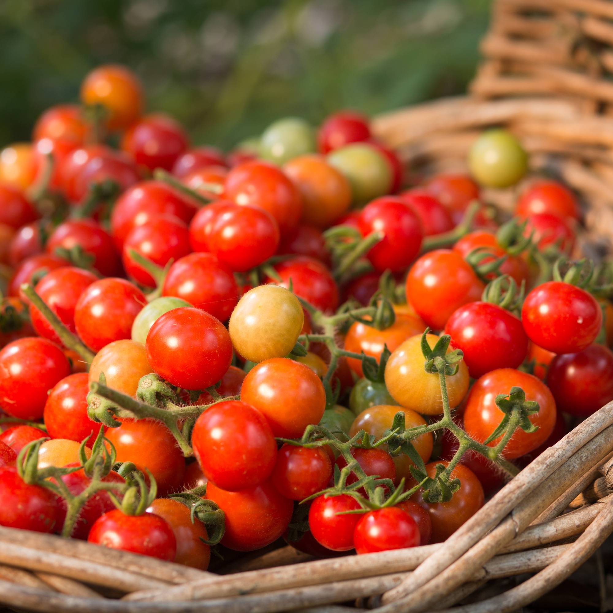 A basket of cherry tomatoes