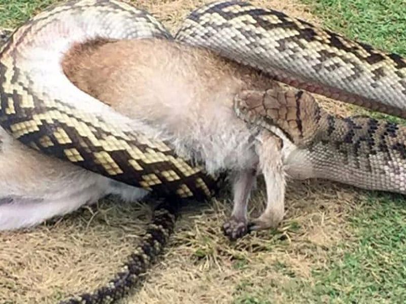 Giant Python Devours Wallaby on Golf Course