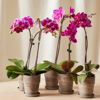 7. Purple Orchid for $69 at Bloomscape
