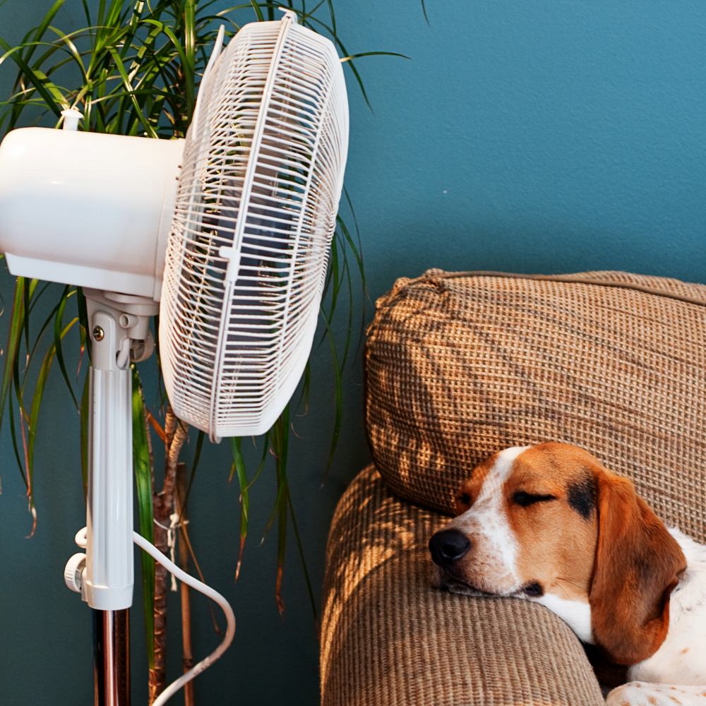 Dog lying on a sofa with its chin on the arm, and a fan blowing in its face