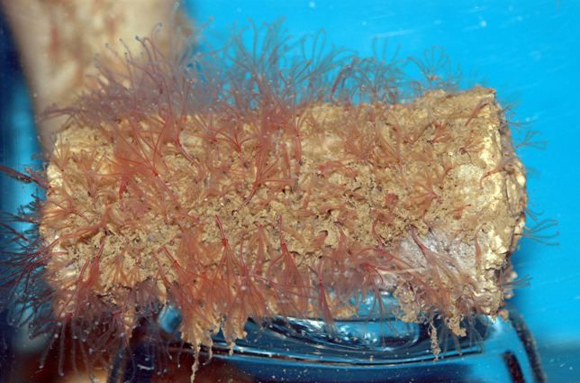 More than 100 female Osedax, or zombie worms, on the flipper-bone (phalange) of a grey whale collected from the Monterey Submarine Canyon off California. 