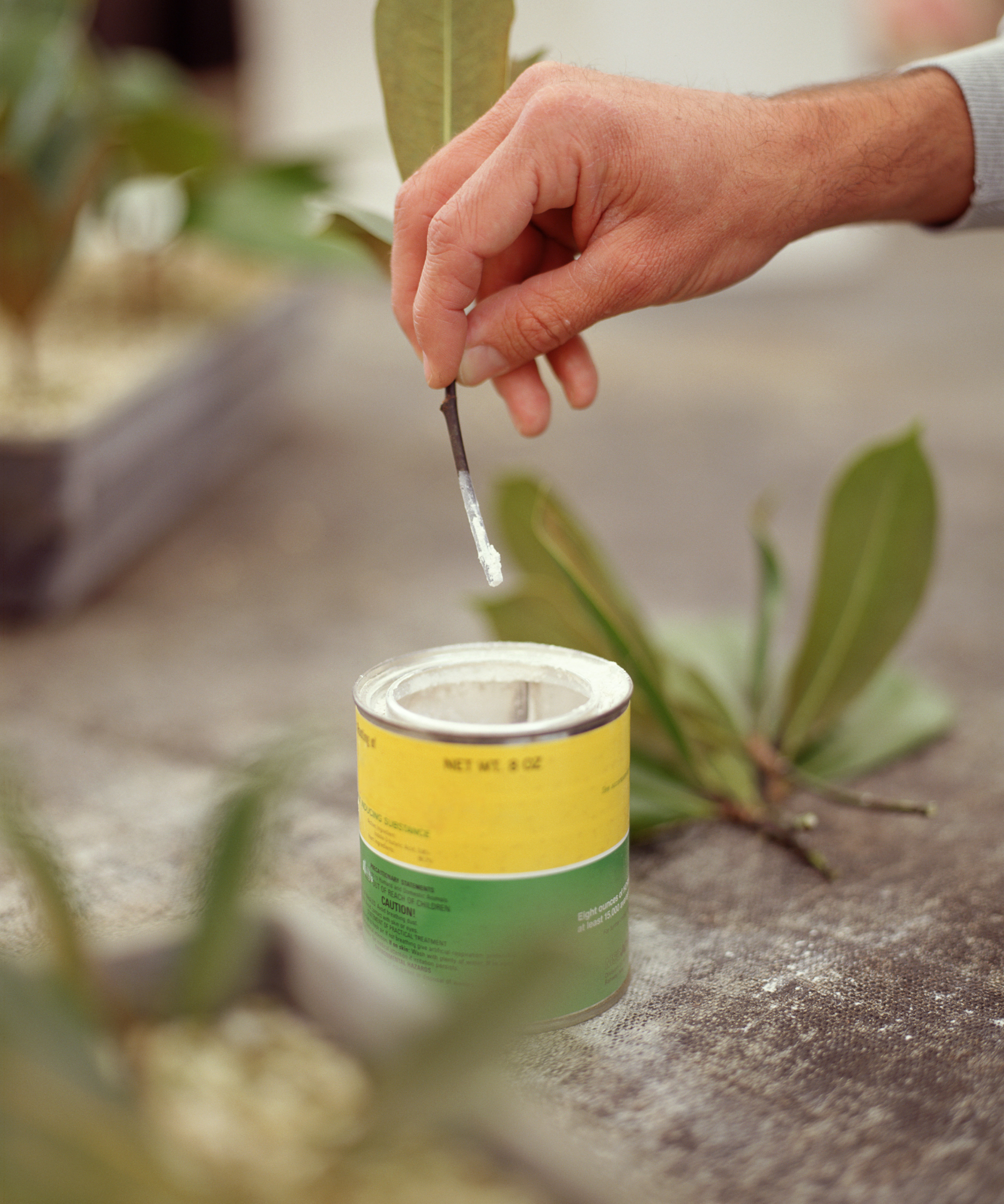 A hand dips a magnolia cutting in a can of rooting hormone