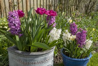 garden pots with tulips and hyacinths