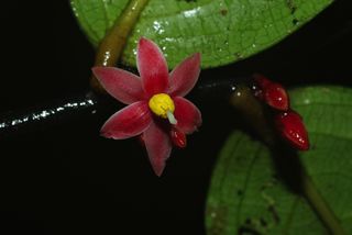 Flower - Sirdavidia solannona