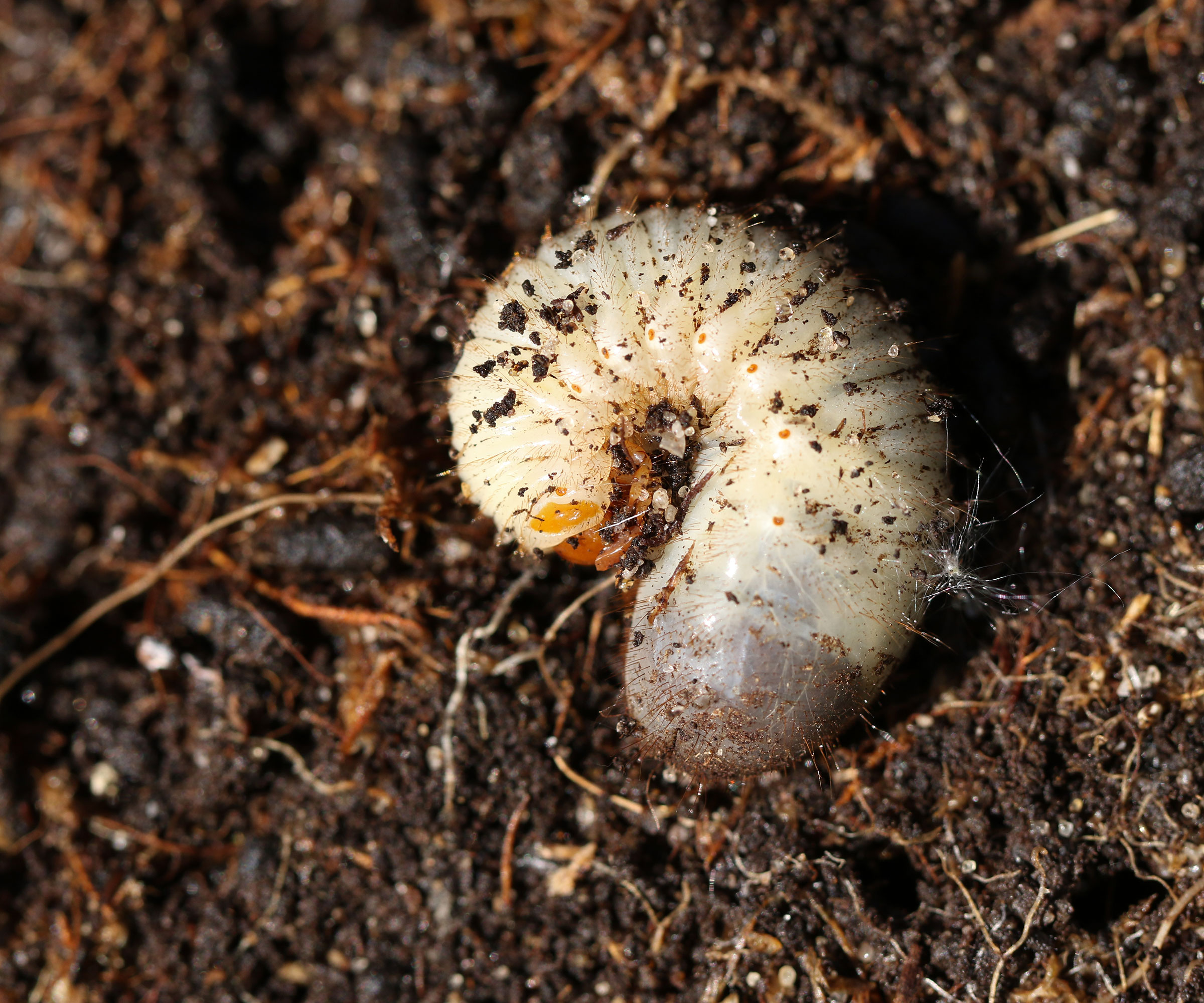 beetle chafer grub in the soil