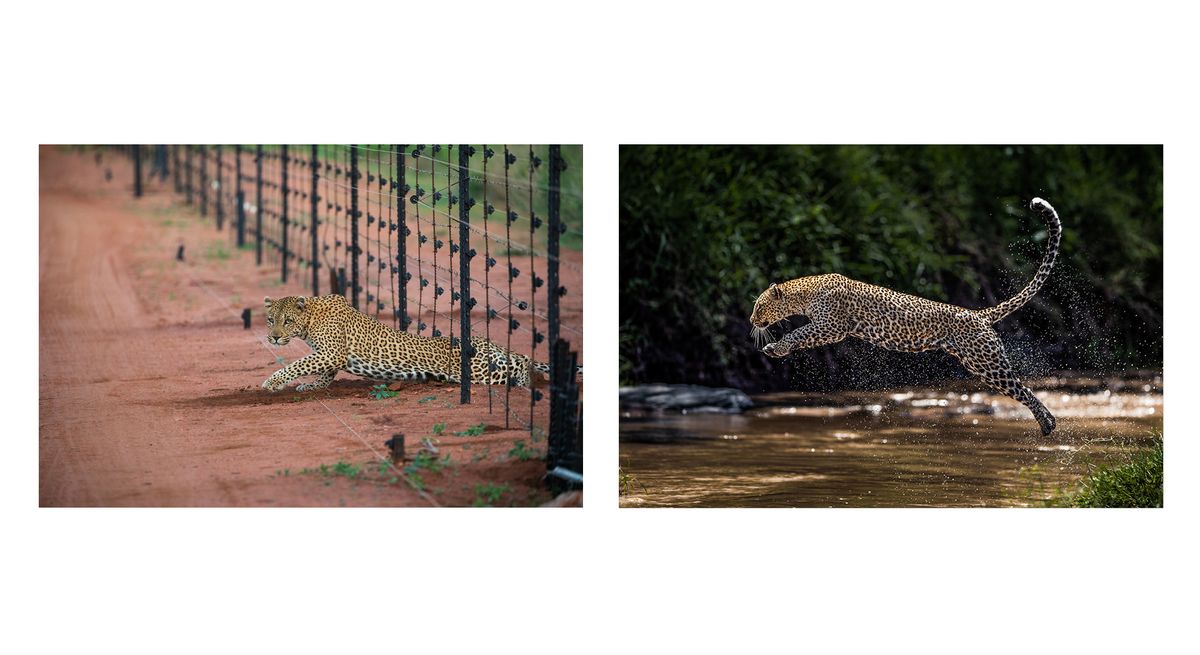 Remembering Leopards reveals results of conservation photo competition ...