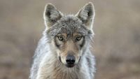 A wolf in eastern Finland