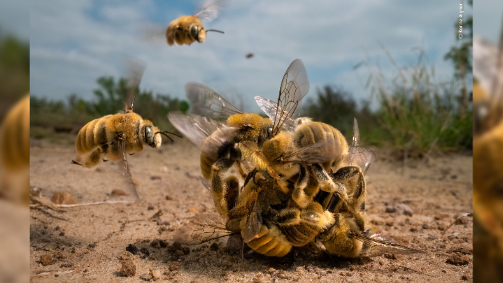 Buzzing Bees Sperm Covered Sea Stars Stun Judges Of Wildlife Photographer Of The Year Live 1012