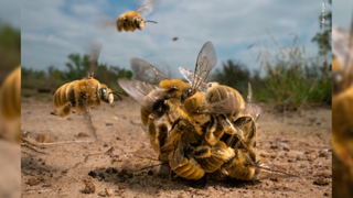 photo shows a bees crawling over each other in a ball on the ground; two more bees are flying towards the ball from the background