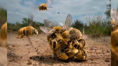 photo shows a bees crawling over each other in a ball on the ground; two more bees are flying towards the ball from the background