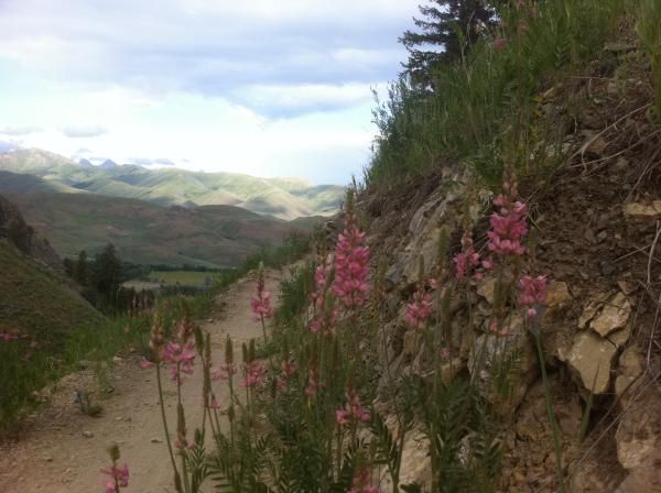 There are some pink and purple and yellow flowers en route.