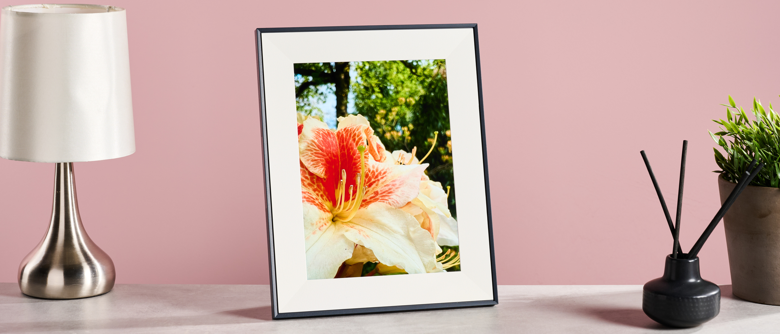 The Aura Aspen with bright rhododendron blossoms on it, on a table with a lamp, reed diffuser and plant in front of a pink background.