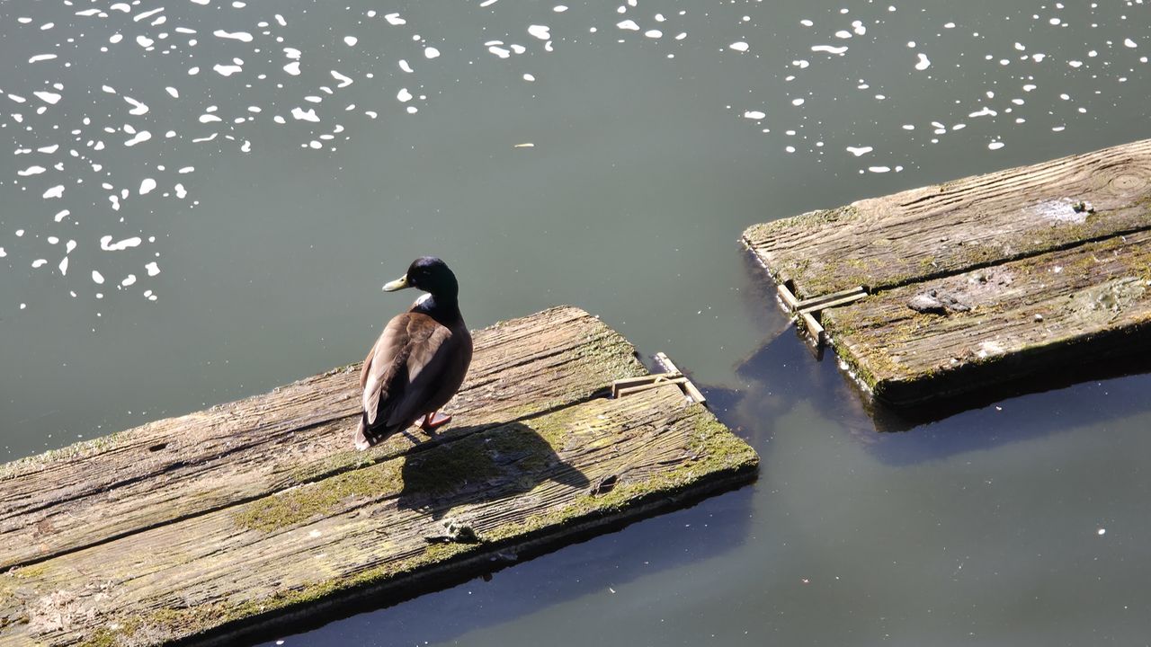 Samsung Galaxy S25 Ultra camera phone shootout
