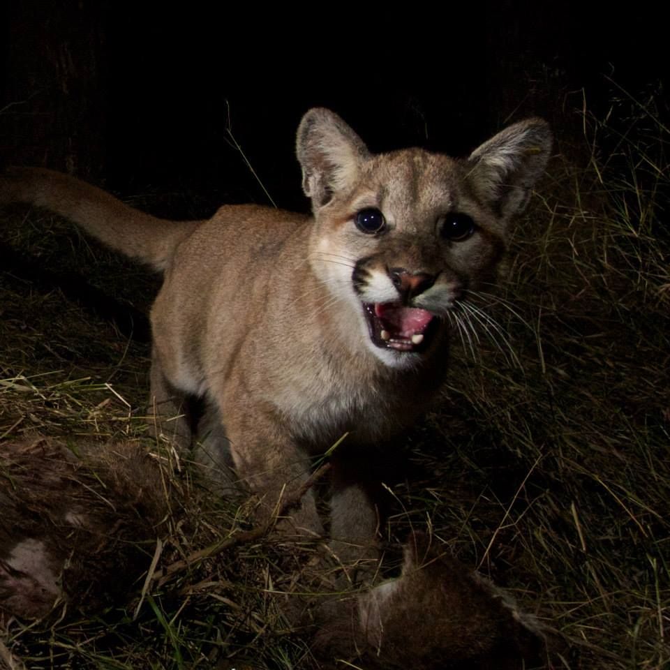 mountain lion cub