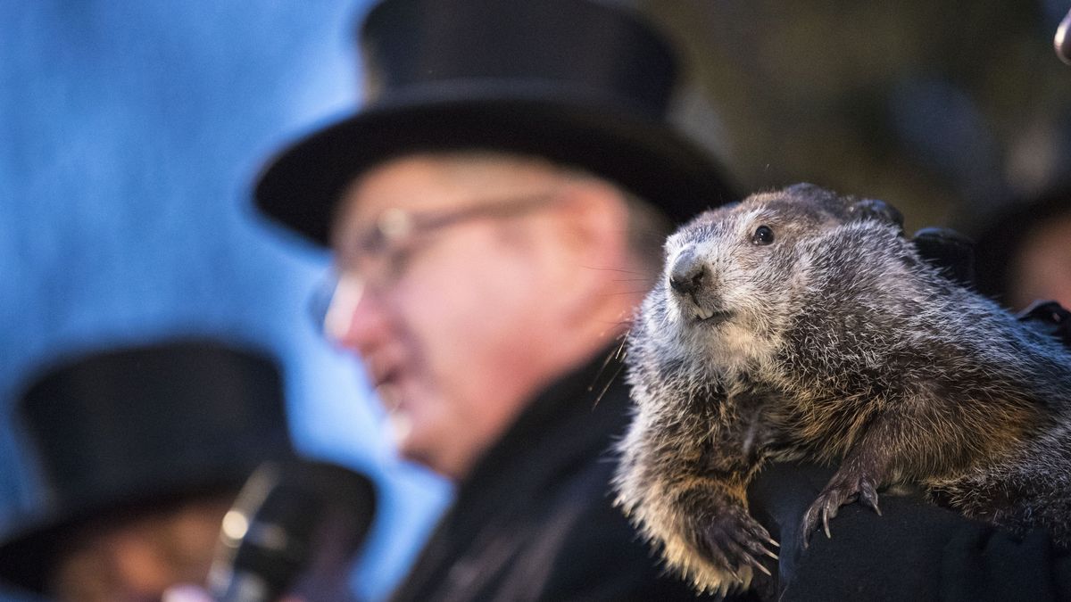 Punxsutawney Phil is held by the handler as the prediction for six more weeks of winter is read during Groundhog day ceremonies on February 2, 2018 in Punxsutawney, Pennsylvania.