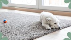  picture of white dog laying on a fluffy rug 