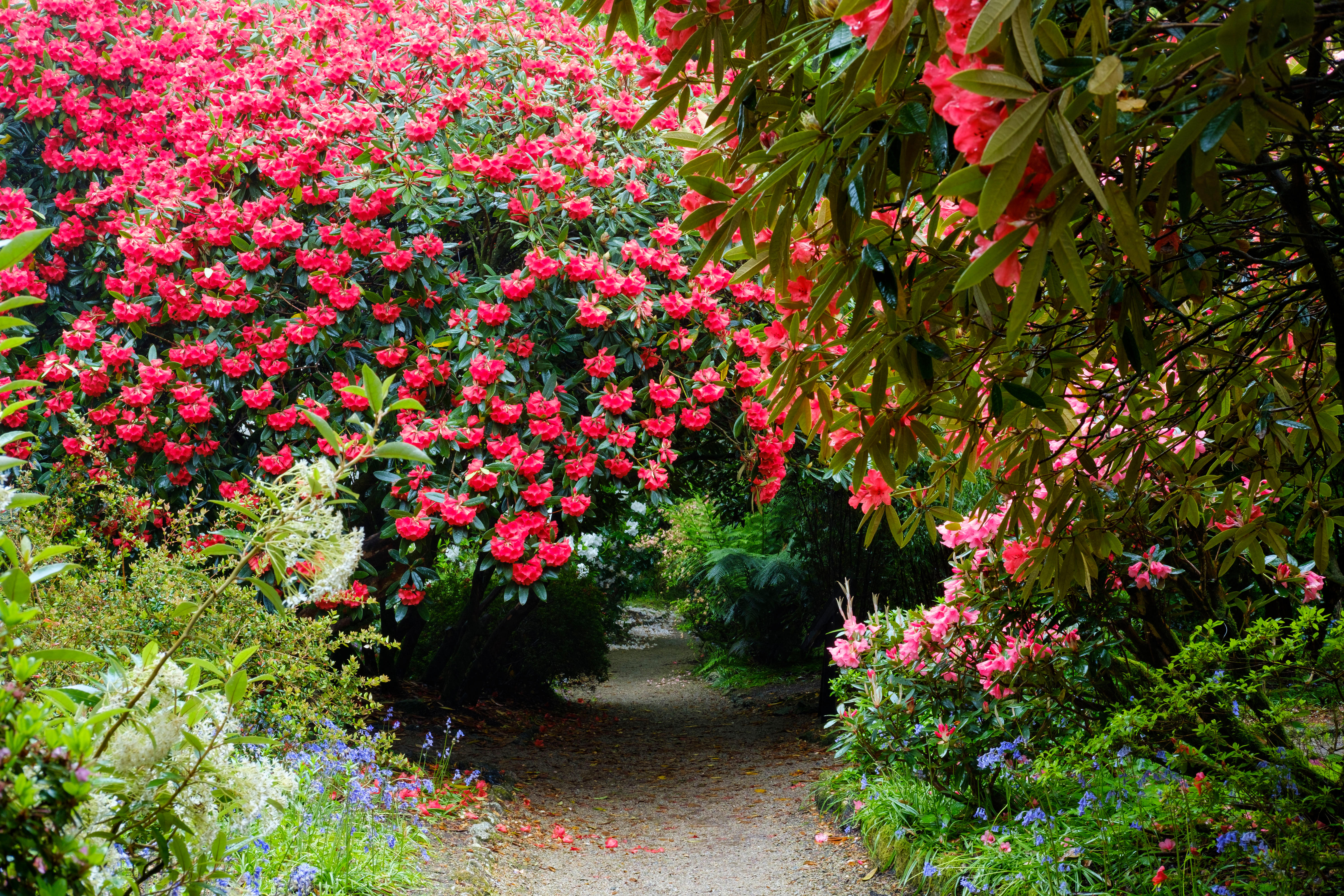 Garden through blooming rhododendrons and tree fern