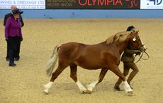 HorseNo57_Olympia14pn_57531.jpg